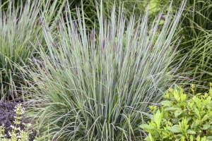 Grass Schizachyrium 'Brush Strokes' New 2025